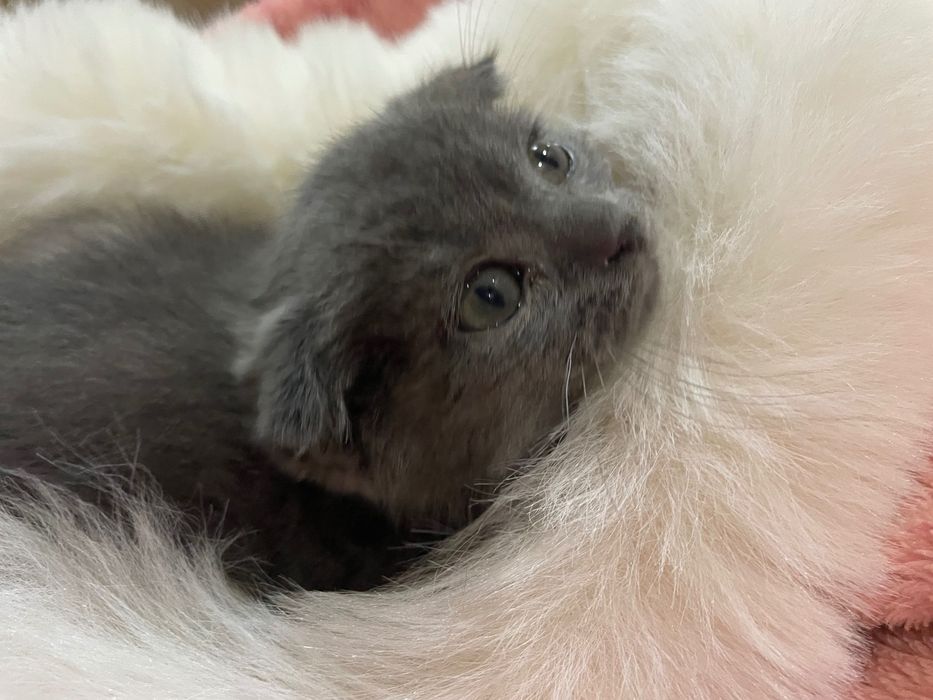 Мушича вислоухий мальчик