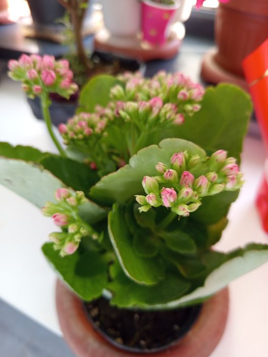 Цветы комнатные растения