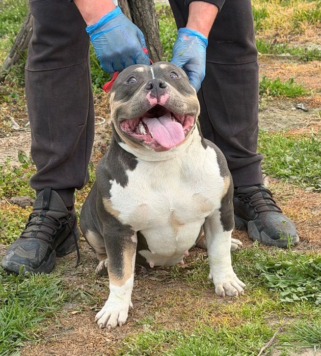 Американско були