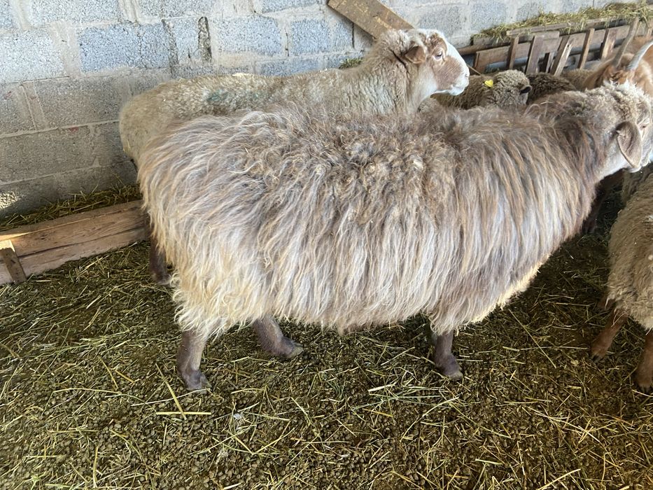 Қой сатамын семиз