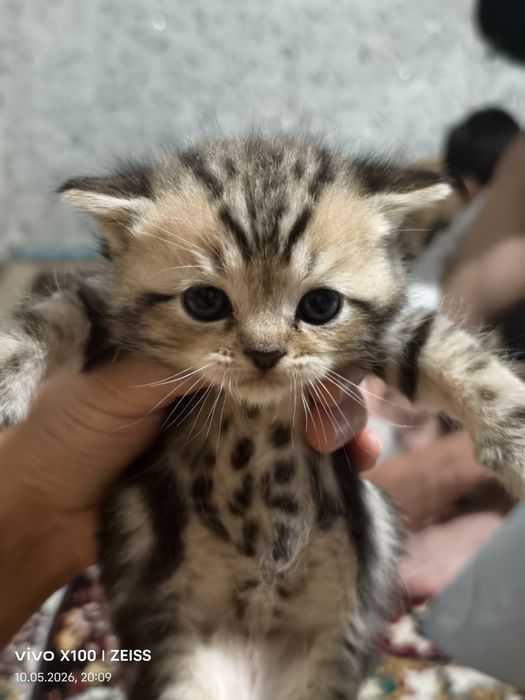 шотландская прямоухая (скоттиш-страйт).