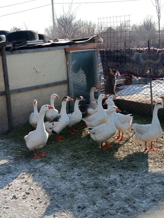 Семіз Қаз сатылады.