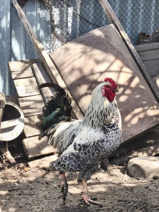 Продаются петухи