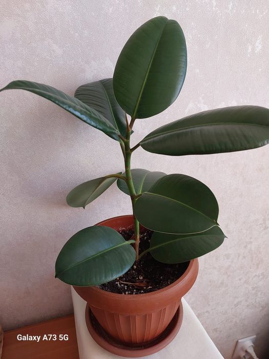 Продам фикус декоративный