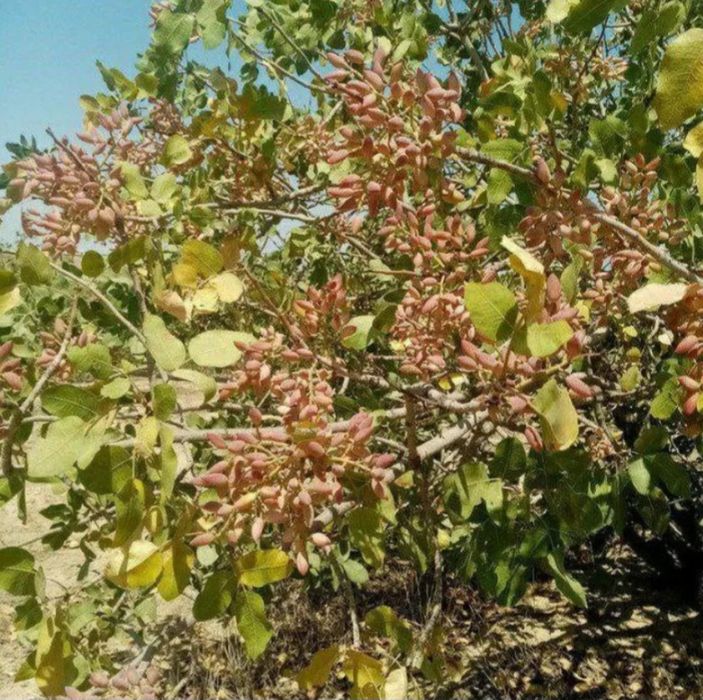 Киви ва хандон писта кучатлари бор 1 ва 3 йилликлари бор.  Нархи 50.00