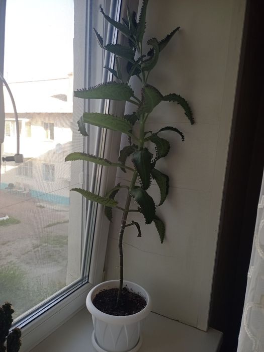 Цветы комнатные .