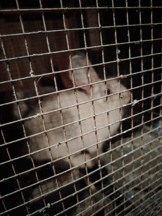 Кролики крупной породы