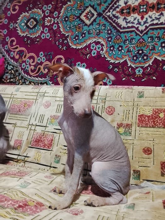 Отдам щенят в добрые руки