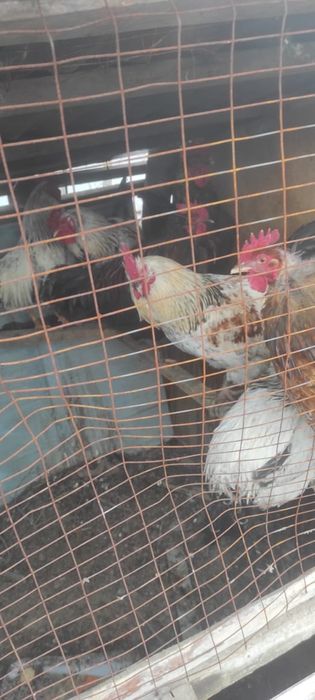 Продам петухов, петухов продам
