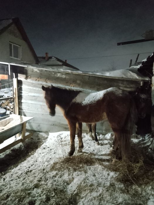 Продам продам Байтал