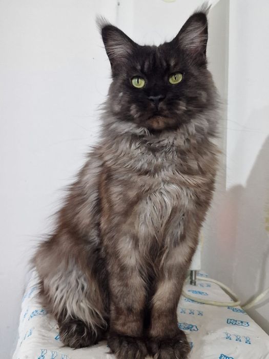 Кошечка Мейн - кун