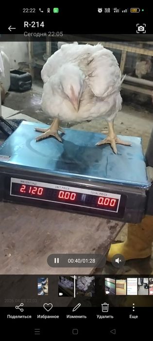 Продам бройлеров возраст 36 дней