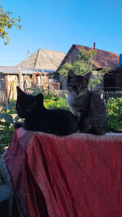 Отдам даром котят