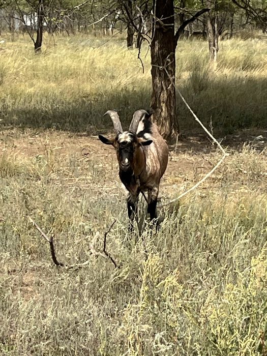 козел. теке