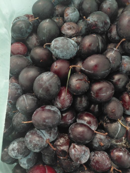 Prune de vânzare pt țuică