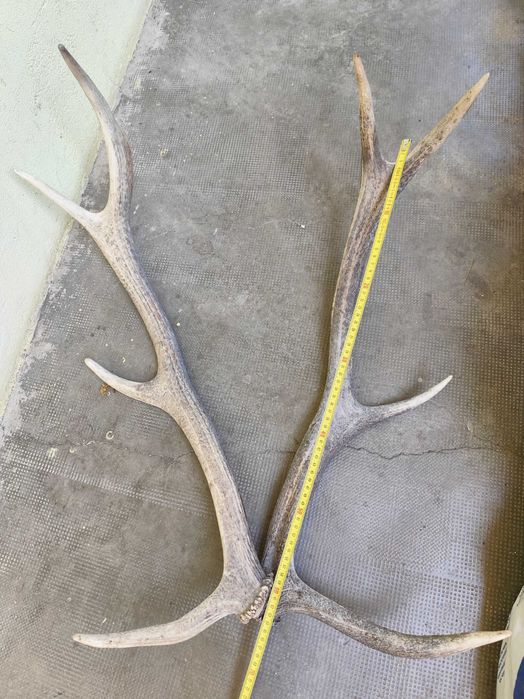 Trofeu vanatoare 2,2kg