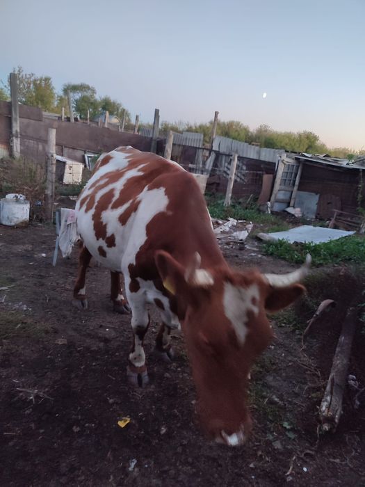 Продам коров дойные