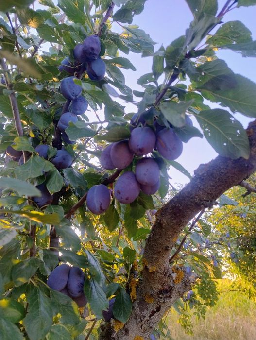 Prune Stanly și Darjan