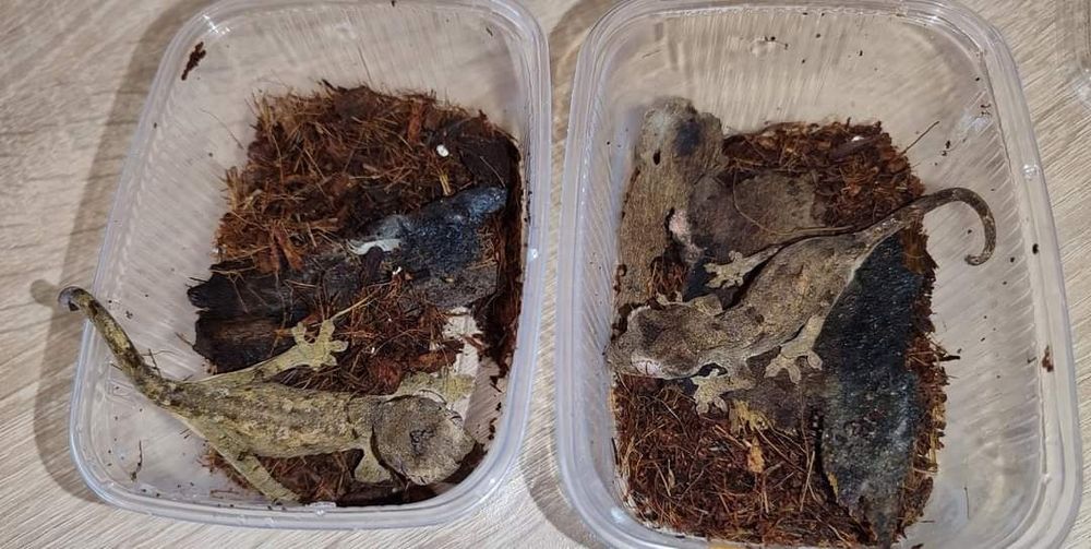 Чахоуа / Mniarogekko chahoua