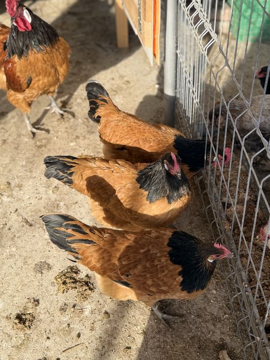 Vând o familie de 6+1 gaini  vorwerk