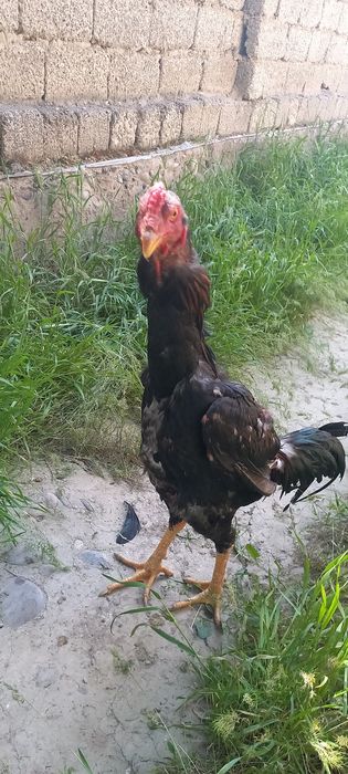 Qilich ustasi onlayn porno