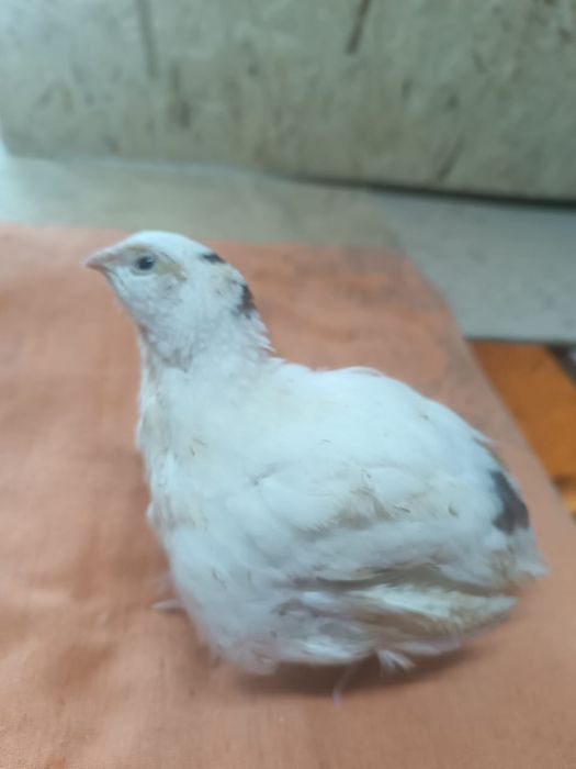 Продам перепелов возраст 25дней.