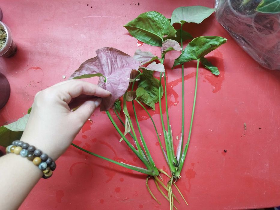 Продаю комнатные растения