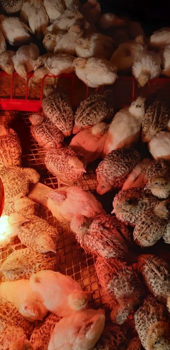 Oua de prepelita proaspete