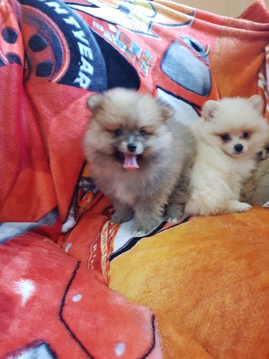 Померан померанчета Гр. София