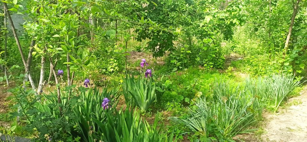 Тошкент тумани  ер уйи бн  6.65 сотик яримга булиб хам сотилади