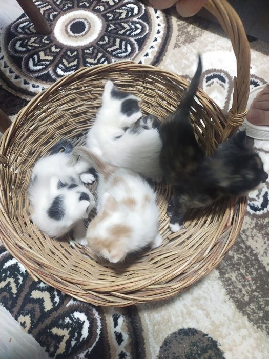 Отдам даром котят в добрые руки