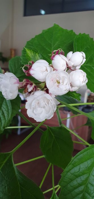 Продам клеродендрум филиппинский