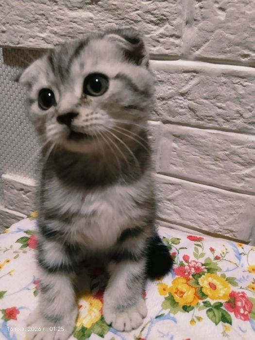 Продам красивых котят