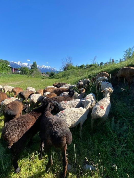 Продам бараны кошкары кастраты