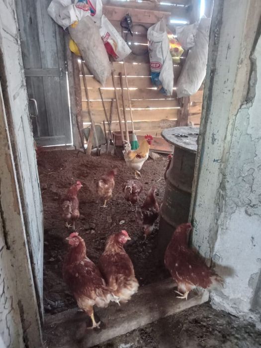 Продам кур несушок