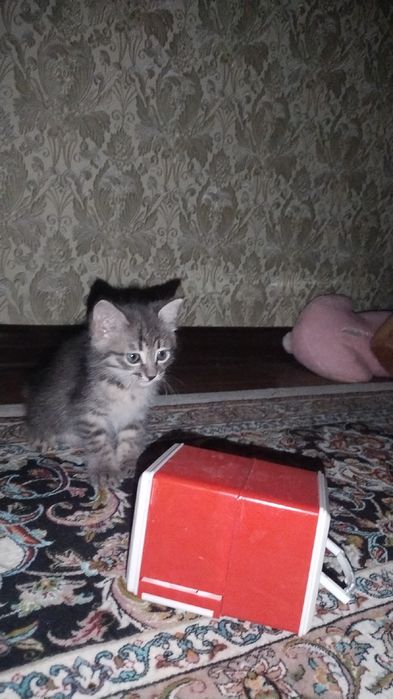 Котенок бесплатно