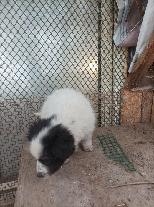 Отдам бесплатно щенков метисов