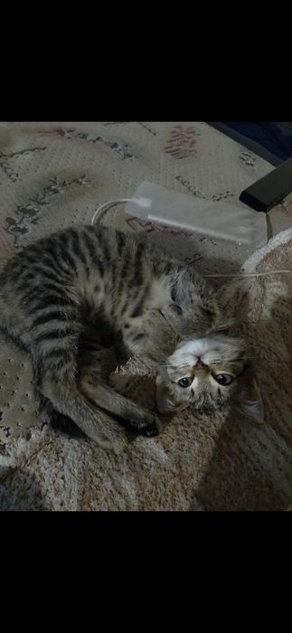 Маленький котёнок