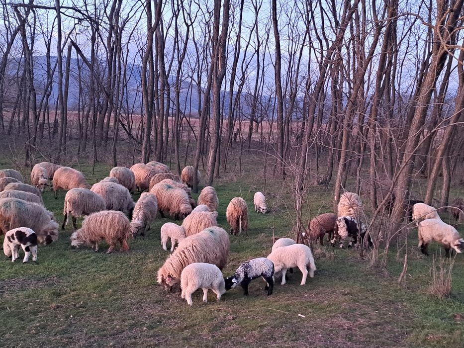 Oi de vînzare cu miei și un berbec