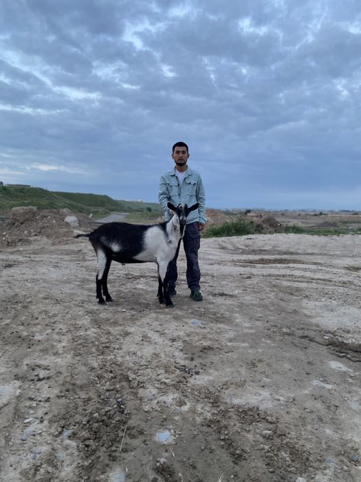 Ешкі сүті  козе молоко