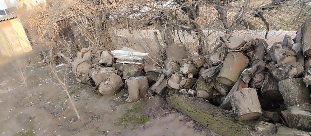 Дрова продам абрикос