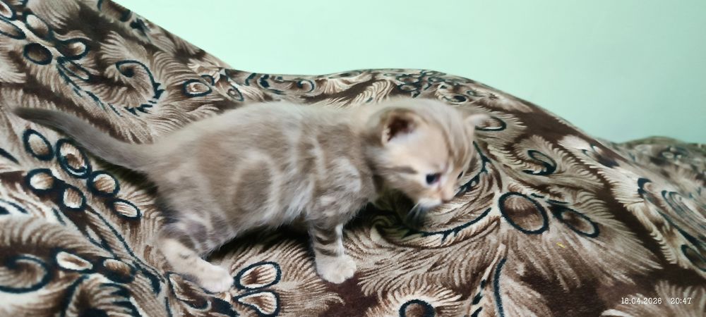 Британский котенок