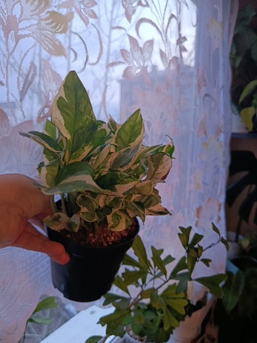 Продам комнатные цветы