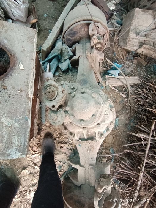 Chulok oʻrta moʻs krakadilniki