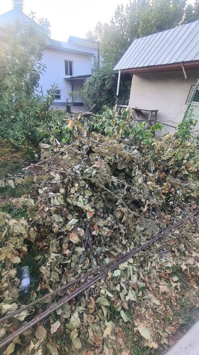 Отдам бревна деревья дрова