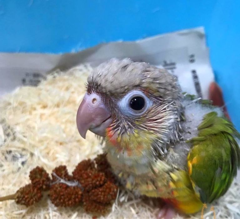 Ручной Попугай  Пиррура