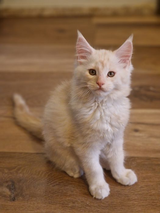 Мейн Куун (Maine Coon)