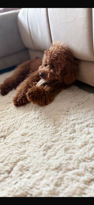 Caniche Pudel Toy Mascul cu Pedigree 8 luni educat, bland crescut in familie