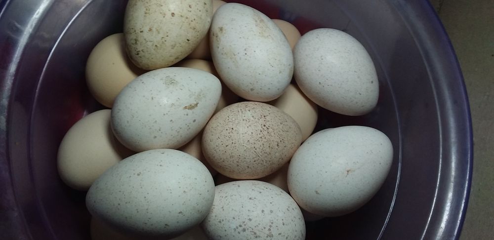 Продаются куриные и идюшиные яйца