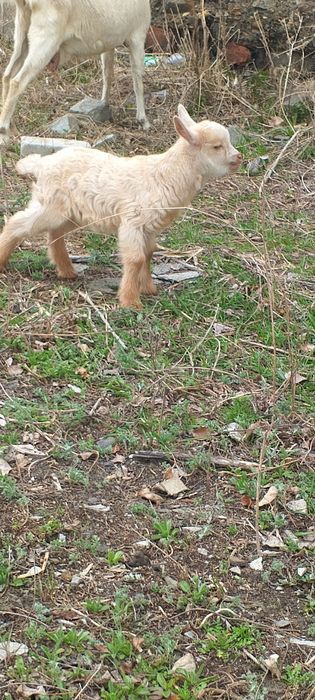 Продам козлят 2 мальчика